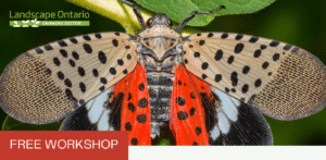 Free workshop with an image of a grey spotted moth with red and black