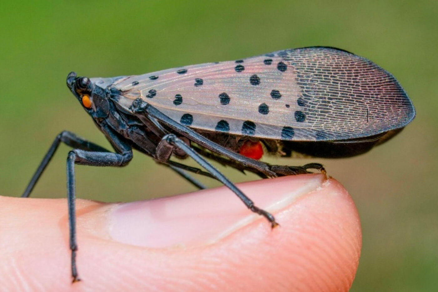 a small grey winged bug with black dots on a finger