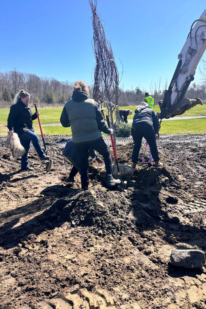 Three women planting a large tree